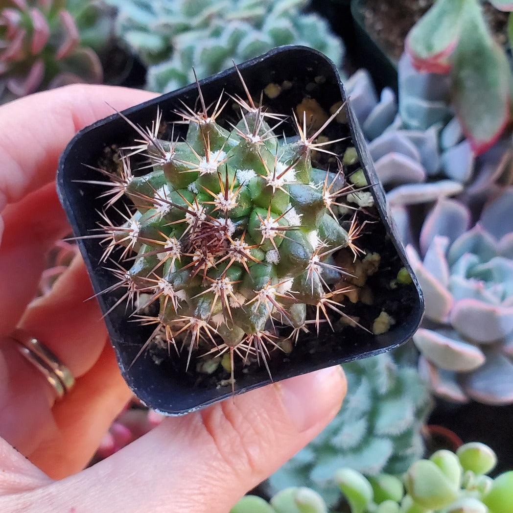 Mammillaria karwinskiana 'Royal Cross'